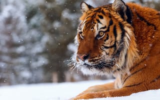 Картинка тигр, снег, большая кошка, зима