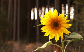 Картинка свет, подсолнухи, боке, подсолнечник, природа, желтый, цветы, темный