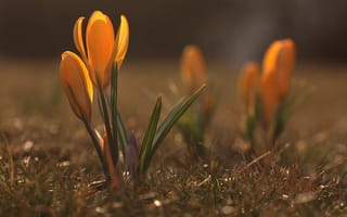 Картинка цветы, желтый, природа, крокусы, бутоны, поляна, весна