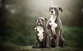 Обои собаки, взгляд, сидят, две, пара, вместе, природа, две собаки, парочка, в обнимку, серые, дуэт, друзья
