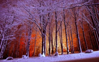 Картинка лес, снег, деревья, парк, свет, зима
