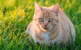 Картинка зелень, кошка, портрет, поляна, трава, свет, лето, взгляд