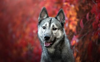 Картинка осень, собака, молодой, боке, язык, серая, пёс, листья, портрет, морда, подросток, взгляд, волк, волчья, щенок