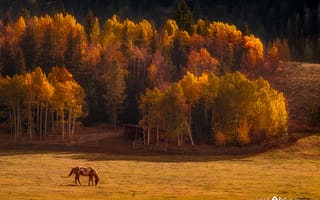 Картинка природа, лошадь, долина, лес, осень