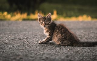 Картинка дорога, кошка, серый, взгляд, асфальт, малыш, котёнок
