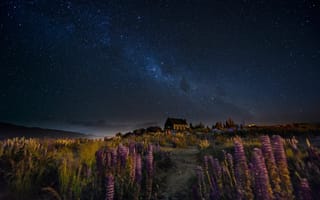 Картинка Новая Зеландия, млечный путь, небо, звёзды, цветы, холм, Люпины, тропа, ночь, дом, ветер