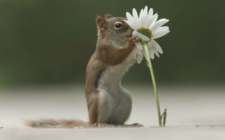 Картинка Emi, цветок, squirrel, daisy, flower, ромашка, forest, белка, трава, grass