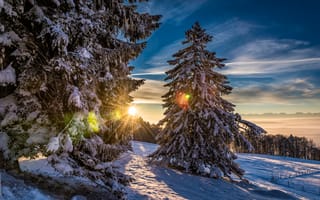 Картинка Grenchenberg, лес, солнце, Швейцария, зима, снег