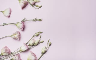 Картинка цветы, бутоны, eustoma, розовый, flowers, pink, эустома