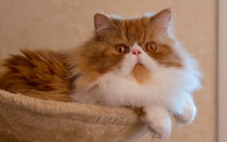 Картинка Персидская кошка, позирование, пушистая, перс, кот