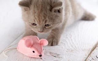 Картинка котёнок, игрушка, мышь, мышка