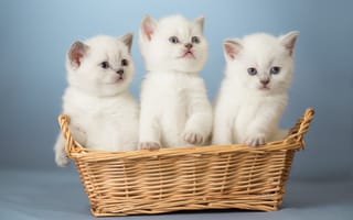 Картинка котята, корзина, малыши, троица, трио