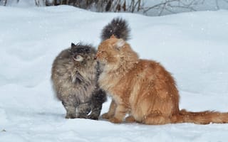 Картинка кошки, зима, снег