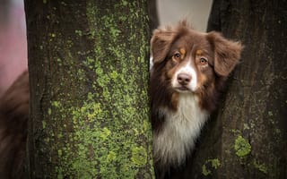 Картинка деревья, аусси, собака, стволы
