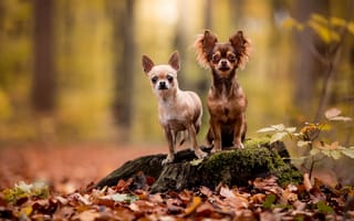 Обои осень, лес, две, пень, чихуахуа, собачки, дуэт, собаки, друзья, малышки, парочка, листья, пара, поза, взгляд, природа