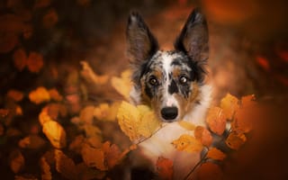Картинка осень, листья, бордер-колли, природа, портрет, собака