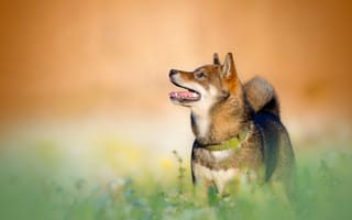 Картинка трава, собака, оранжевый, сиба-ину, смотрит вверх, портрет, профиль, зубы