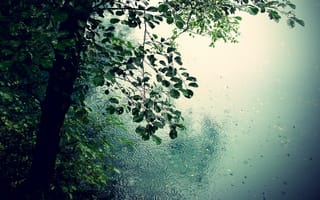 Картинка природа, листья, капли, дождь, лужи, деревья, романтика