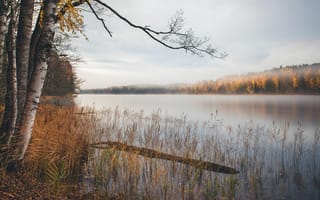 Картинка осень, озеро, берёзы