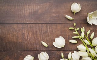 Картинка цветы, лепестки, белые, flowers, wood, petals, white