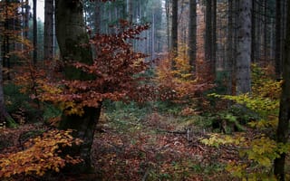 Картинка лес, ноябрь, Бавария, краски осени, Германия