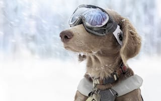 Картинка собака, спортивные, горнолыжные, зима, снег, очки