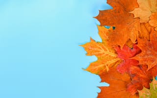 Картинка осень, клен, листья, maple, colorful, leaves, осенние, autumn