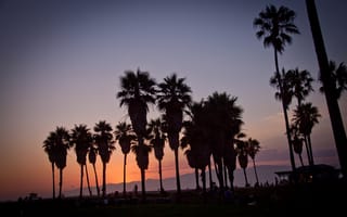 Картинка sunset, vennice beach, usa, california, los angeles, summer, palm, la