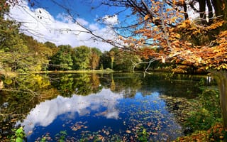 Картинка осень, озеро, лес, жёлтые листья, небо, деревья