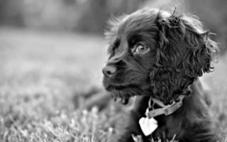 Картинка собака, черно-белый, трава, взгляд, грустные глаза, пес