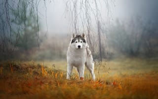 Картинка осень, ветки, взгляд, хаски, сибирский хаски, собака, трава, туман, природа