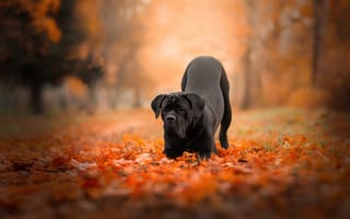 Картинка осень, природа, листва, парк, собака, кане-корсо, листья, черная, поза, лес