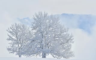 Обои дерево, зима, снег