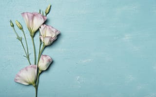 Картинка цветы, pink, eustoma, эустома, flowers