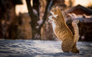 Картинка кот, зима, рыжий, снег, на задних лапах, котэ