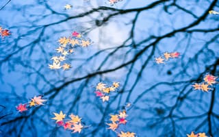 Картинка осень, отражение, вода, листья