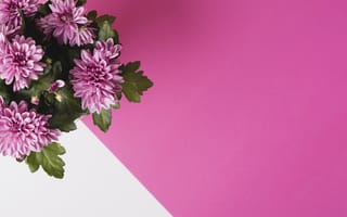 Картинка букет, bouquet, flower, Chrysanthemum
