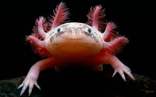 Картинка Аксолотль, Axolotl, мексиканская саламандра