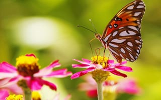 Картинка цветы, бабочка, лепестки, мотылек, крылья, насекомое