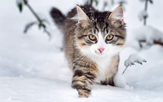 Картинка Кошка, зима, мордочка, природа, взгляд, снег, пушистая