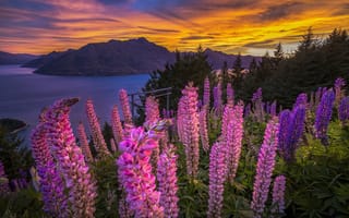 Картинка закат, панорама, горы, озеро, цветы