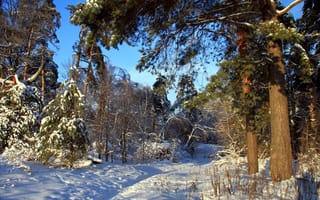 Обои зима, природа, лес, снег