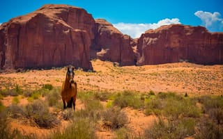Картинка США, скалы, Аризона, Юта, лошадь, мустанг, Долина монументов, Дикий Запад, пустыня