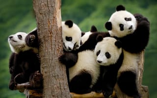 Картинка панда, дерево, маленькие, черно-белые