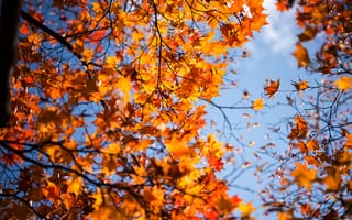 Картинка осень, листья, дерево, autumn, maple, желтые, colorful, клен, yellow, leaves