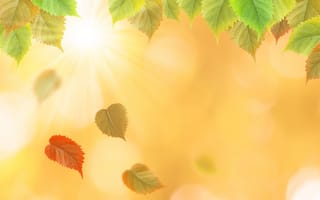 Обои осень, желтые, осенние, autumn, leaves, colorful, yellow, листья
