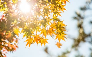 Картинка осень, листья, дерево, клен, autumn, желтые, yellow, colorful