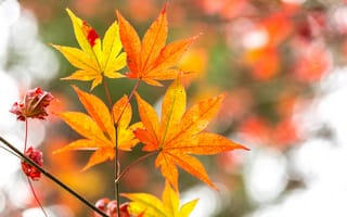 Картинка осень, листья, leaves, autumn, дерево, colorful, осенние, клен, maple