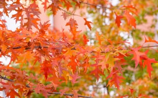 Картинка осень, листья, дерево, осенние, autumn, клен, colorful, leaves