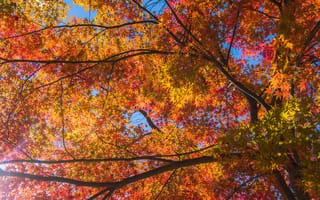 Картинка осень, листья, colorful, autumn, осенние, дерево, leaves, клен